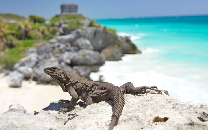 Mexique (Costa Maya)